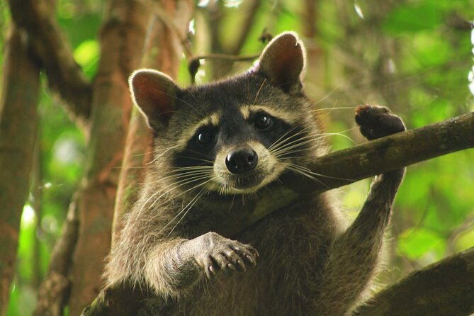 private-day-trip-from-san-jose-to-cahuita-national-park-caribbean-coast