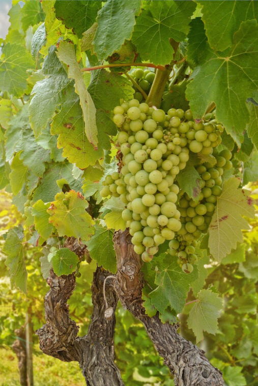 private-day-trip-from-vienna-to-melk-durnstein-in-english