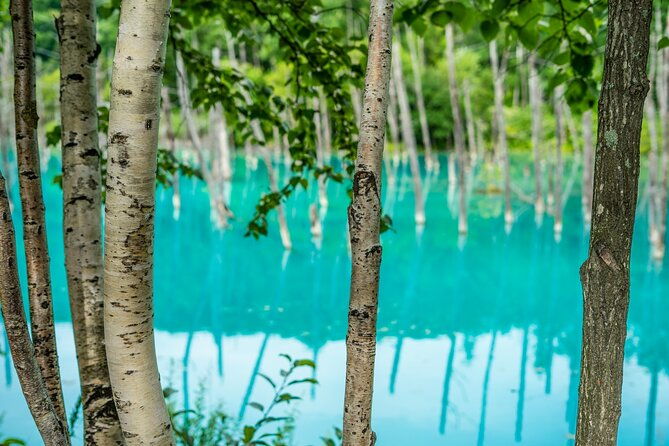 private-day-trip-to-asahiyama-zoo-and-biei-blue-pond