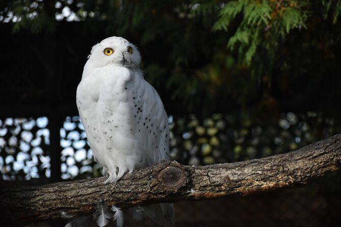 private-day-trip-to-asahiyama-zoo-and-biei-blue-pond
