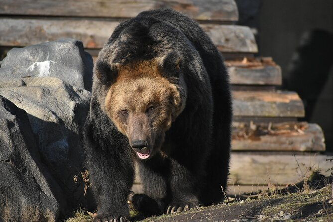 private-day-trip-to-asahiyama-zoo-and-biei-blue-pond