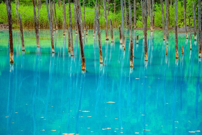 private-day-trip-to-asahiyama-zoo-and-biei-blue-pond