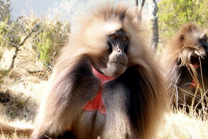 Private Day Trip to Debre Libanos Portuguese Bridge Galada Baboon - FAQs