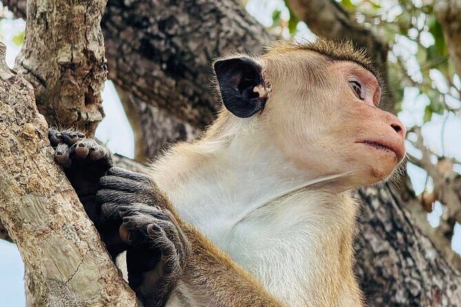 Private Day Trip to Ella Sri Lanka - Concluding with Hikkaduwa Beach