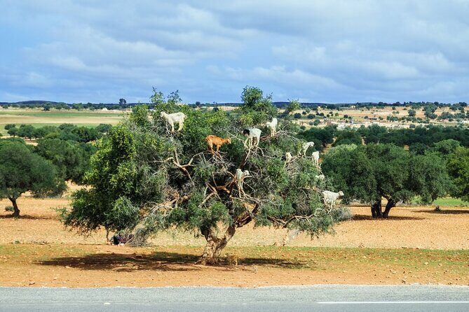 Private Day Trip to Essaouira from Marrakech - The Scenic Drive and First Stops