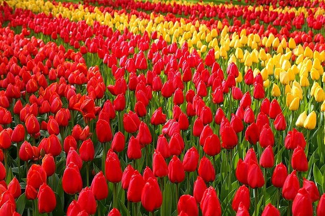 private-day-trip-to-keukenhof-gardens-with-entrance-tickets