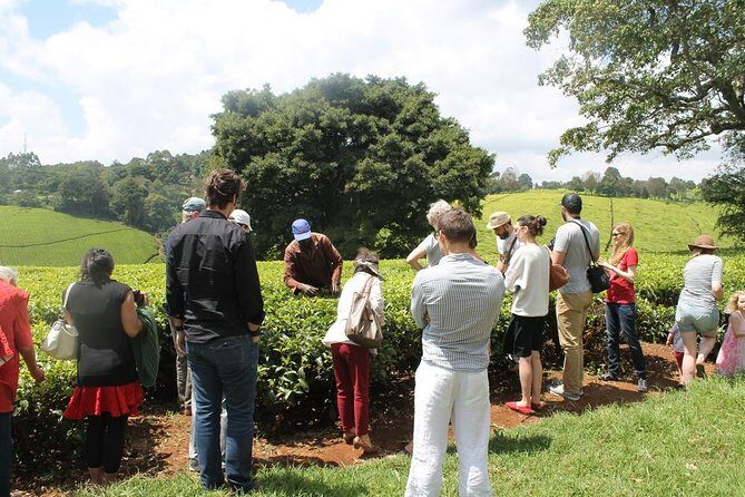 Private Day Trip to Kiambethu Tea Farm in Limuru from Nairobi - The Experience in Detail
