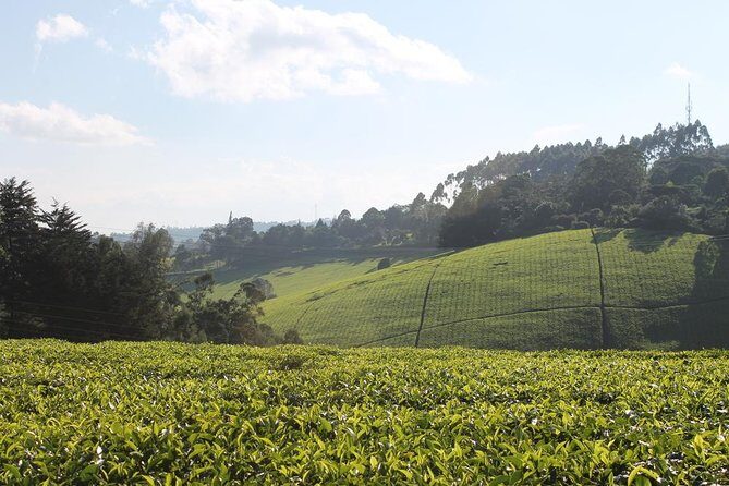 Private Day Trip to Kiambethu Tea Farm in Limuru from Nairobi - Potential Considerations