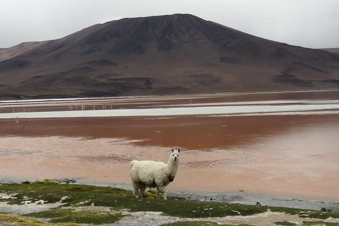 private-day-trip-to-laguna-colorada-from-uyuni-with-bilingual-guide