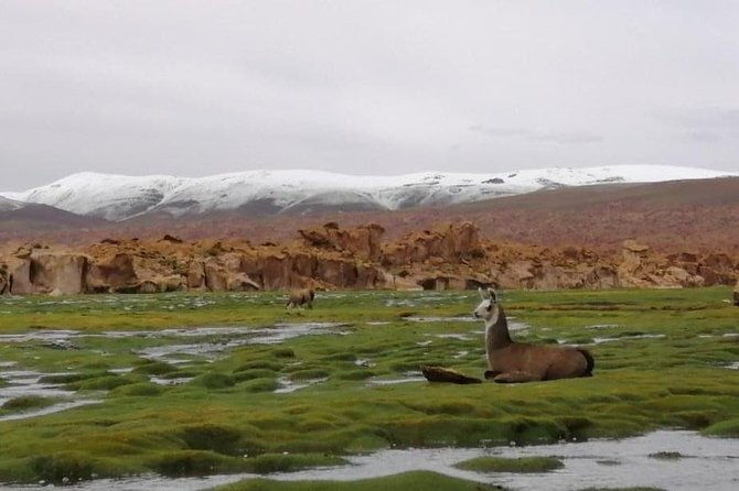private-day-trip-to-laguna-colorada-from-uyuni-with-bilingual-guide