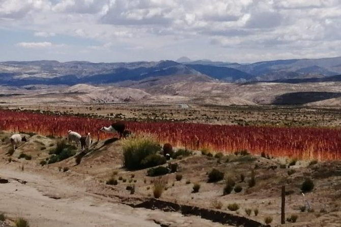 private-day-trip-to-laguna-colorada-from-uyuni-with-bilingual-guide
