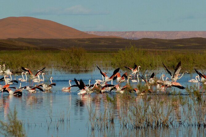 Private day Trip to Oualidia and Safi from Marrakech - The Value of This Tour