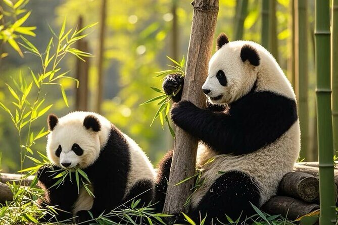 Private Day Trip to Panda Base - Introduction