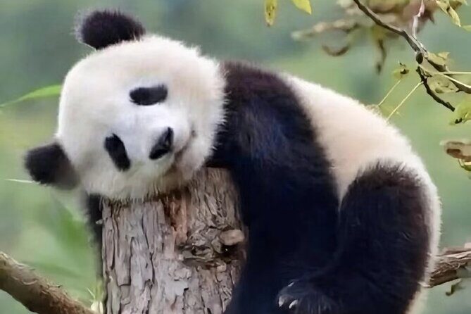 Private Day Trip to Panda Base - Key Points