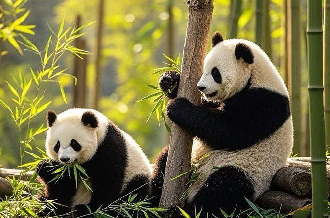 Private Day Trip to Panda Base - Authentic Insights from Previous Travelers
