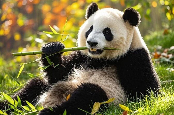 Private Day Trip to Panda Base - Why This Tour Is a Great Choice
