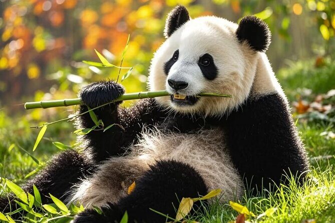 Private Day Trip to Panda Base - Frequently Asked Questions