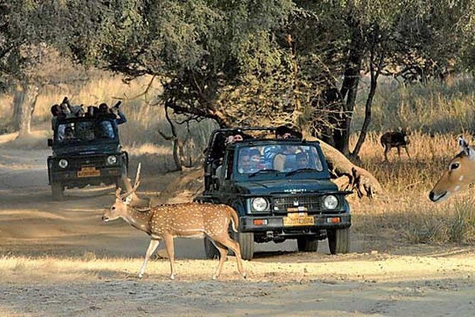 Private Day Trip To Ranthambore National Park from Jaipur - Exploring the Itinerary in Detail