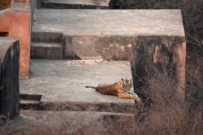 Private Day Trip To Ranthambore National Park from Jaipur - Who Should Consider This Tour?