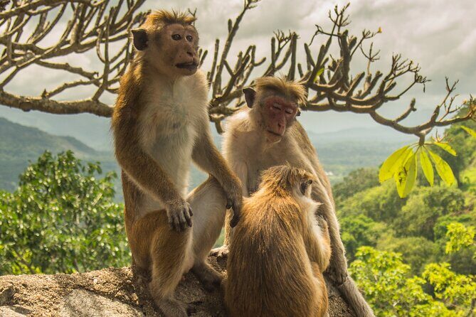 Private Day Trip to Sigiriya from Kaluthara/Wadduwa/Bentota - Frequently Asked Questions