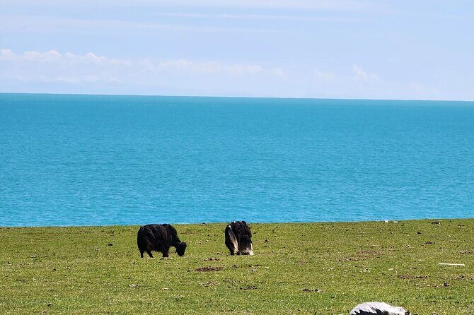 Private Day Trip to Taer Monastery and Lake Kokonor - The Sum Up