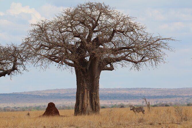 Private Day Trip to Tarangire National Park - Key Points