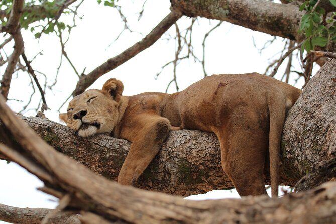 Private Day Trip to Tarangire National Park - An In-Depth Look at the Tarangire Day Trip
