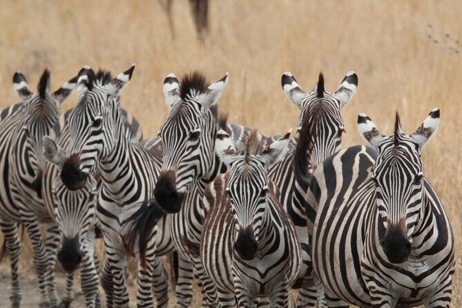 Private Day Trip to Tarangire National Park - Who Is This Tour Best For?