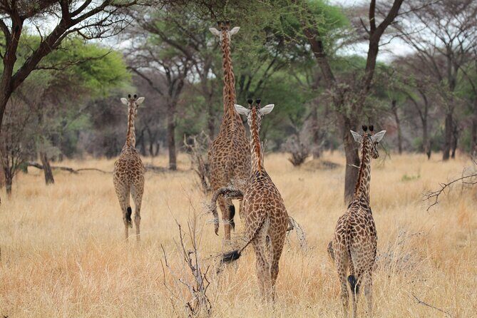 Private Day Trip to Tarangire National Park - Final Thoughts