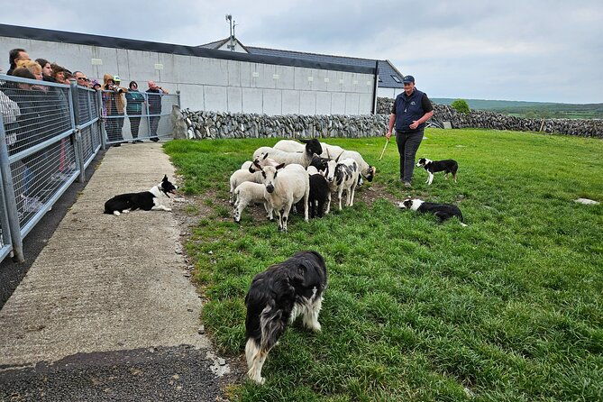 private-day-trip-to-the-cliffs-of-moher-from-dublin-5