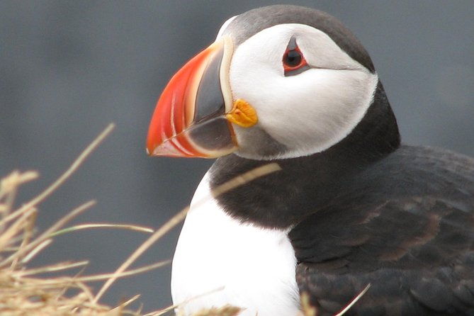 private-day-trip-to-the-icelandic-south-coast-from-reykjavik