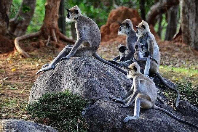 Private Day-Trip to Yala National Park Including BBQ Dinner on the Beach - The Sum Up