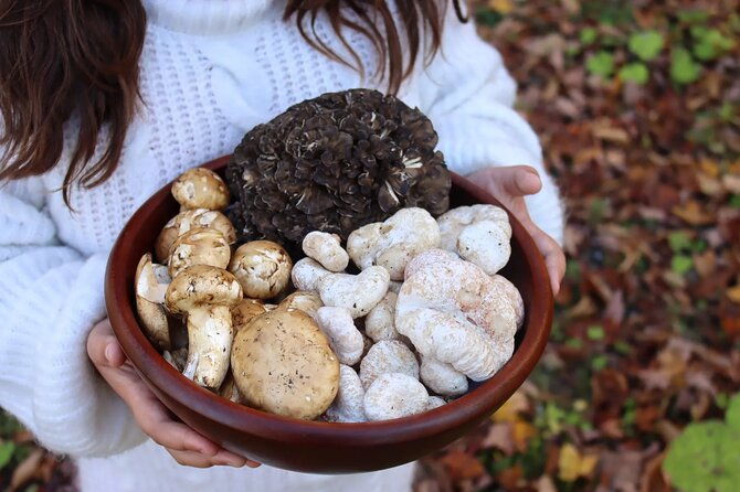 private-daytrip-for-truffle-mushroom-foraging-and-wine-tasting