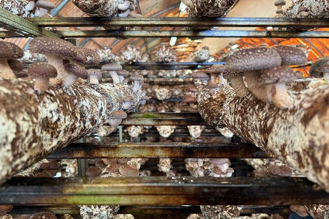 private-daytrip-for-truffle-mushroom-foraging-and-wine-tasting