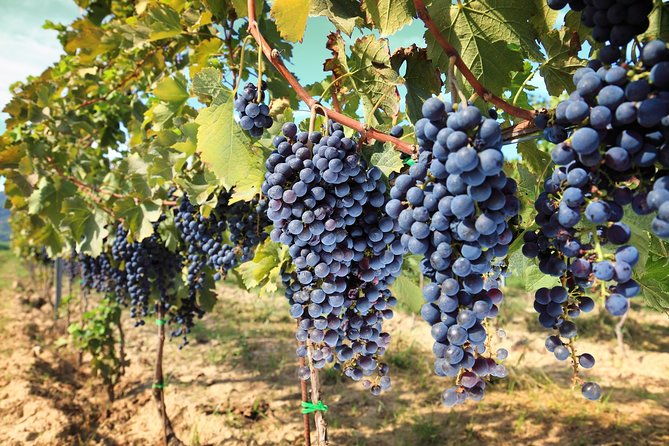 private-daytrip-to-siena-chianti-wine-country-with-wine-tasting-from-florence