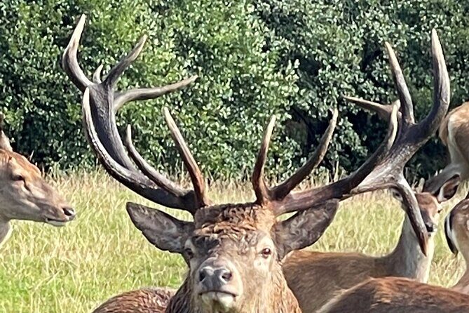 Private Deer Park Tour and Day Out in Leek - Exploring the Deer Park Experience in Leek