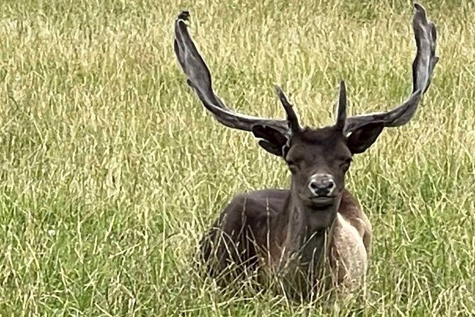 Private Deer Park Tour and Day Out in Leek - Final Thoughts