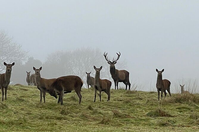 Private Deer Park Tour and Day Out in Leek - FAQ