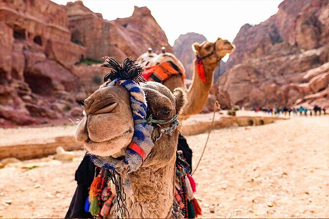Private Departure Transfer: Petra Hotels to Amman Airport - Who Will Love This Service?