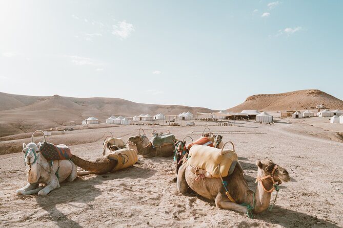 Private Desert Agafay Dinner show & Camel Ride - An In-Depth Look at the Experience