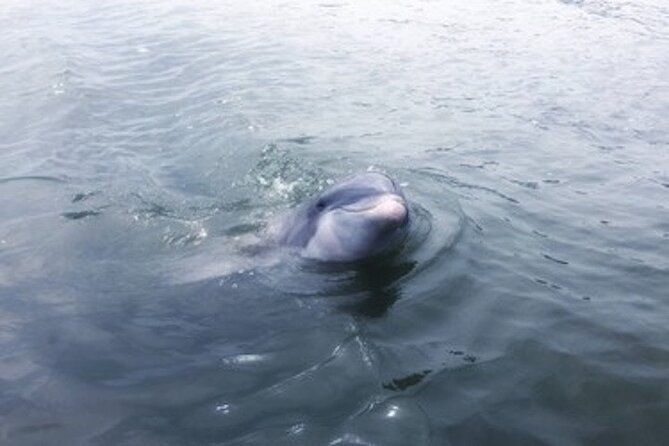 private-disappearing-island-dolphin-tour