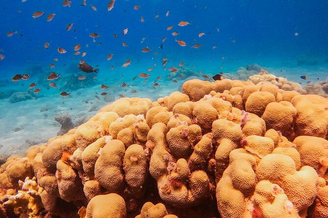 private-discover-scuba-dive-experience-in-curacao