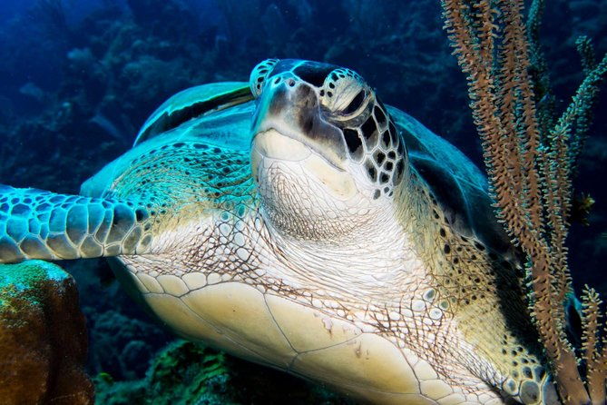 private-discover-scuba-diving
