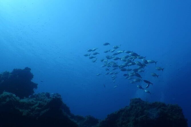 Private diving baptism in the Golf of Calvi - What the Experience Entails