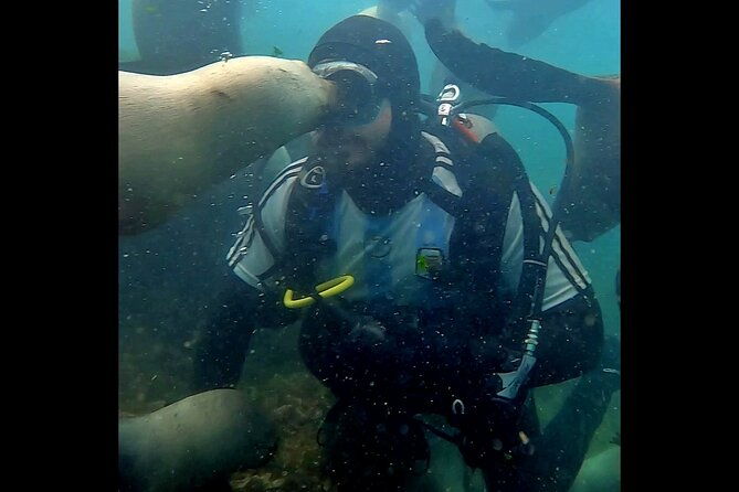 private-diving-experience-with-sea-lions-in-punta-loma