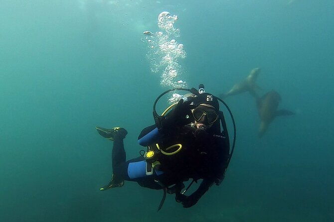 private-diving-experience-with-sea-lions-in-punta-loma