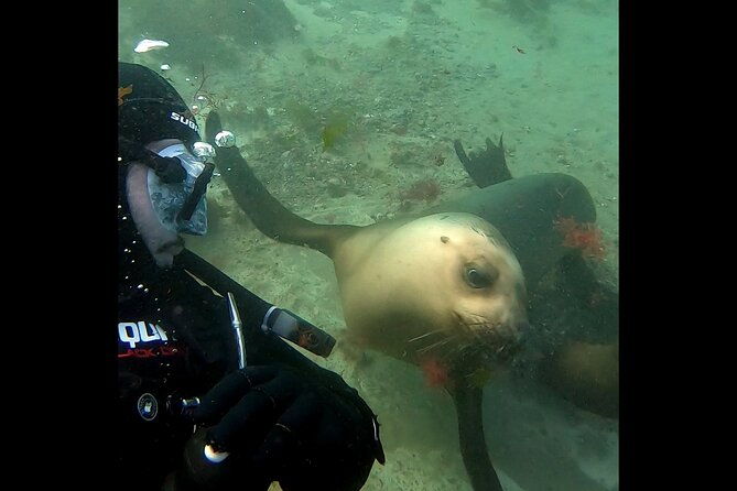private-diving-experience-with-sea-lions-in-punta-loma