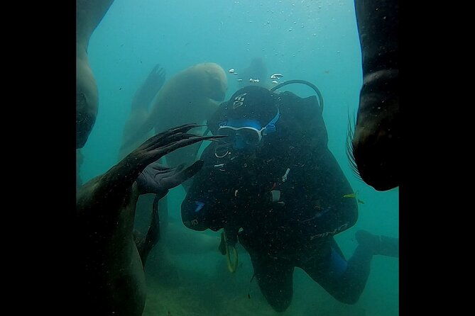 private-diving-experience-with-sea-lions-in-punta-loma