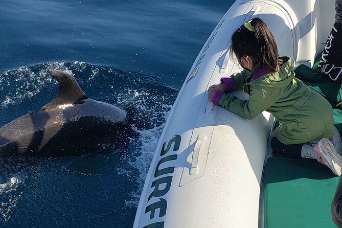 private-dolphin-and-whale-watching-tour-in-newport-beach