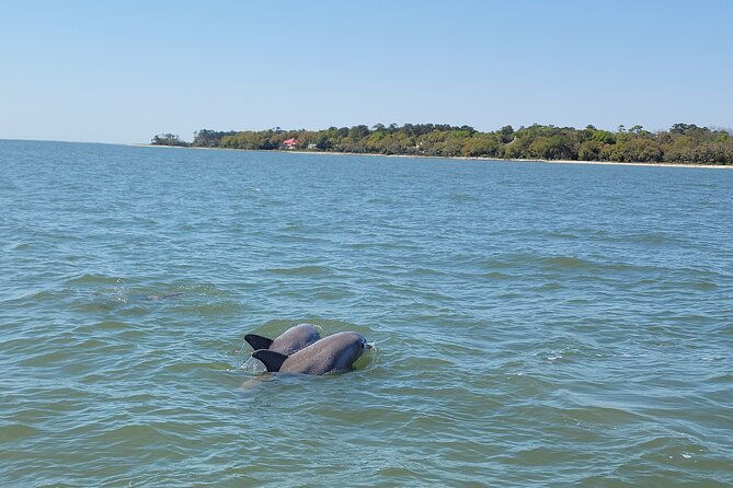 private-dolphin-boat-tour-in-hilton-head-island-2